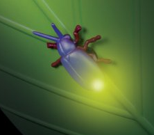 Fireflies Room Deals