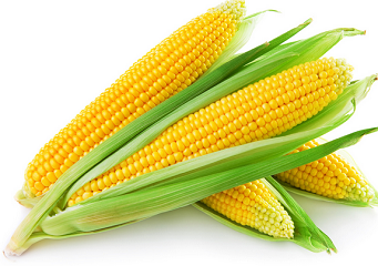 Free Corn Coupons