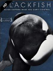 Blackfish Rental