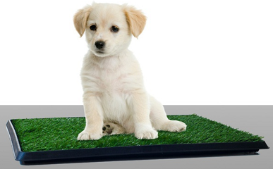 Indoor Puppy Training Deals