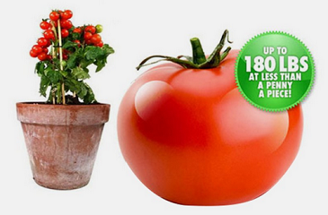Tomato Plant Deals