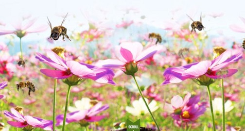 Feed A Bee Seeds