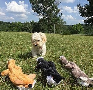 Pet Toy Deals