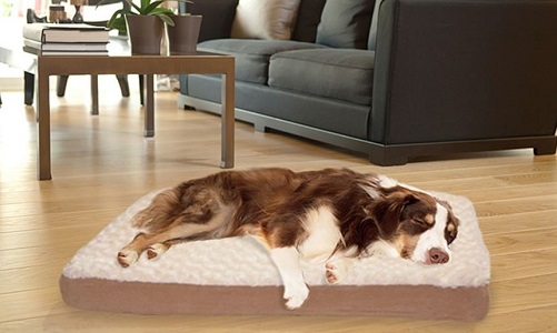Pet Bed Deals