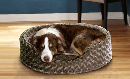 Pet Lounger Deals