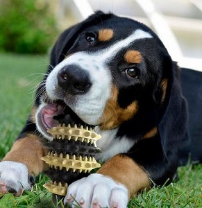 Dog Toy Deals