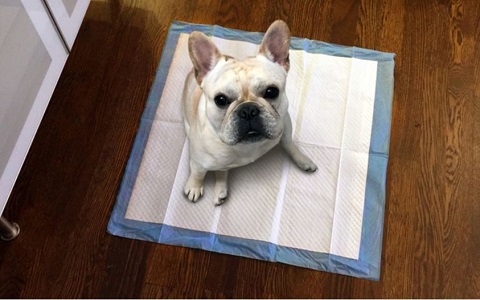 Puppy Pads Deals